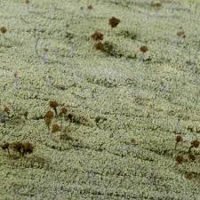 Attēlu rezultāti vaicājumam “Chaenotheca stemonea”