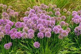 Attēlu rezultāti vaicājumam “Allium holandicum flower”