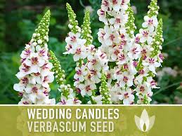 Attēlu rezultāti vaicājumam “Verbascum”