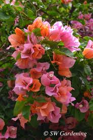 Image result for bougainvillea