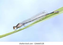 Attēlu rezultāti vaicājumam “Coenagrion pulchellum”