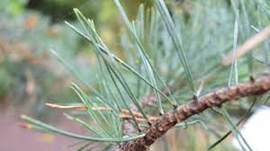 Attēlu rezultāti vaicājumam “Pinus sylvestris leaf”