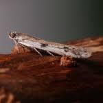 Attēlu rezultāti vaicājumam “Phycitodes binaevella”