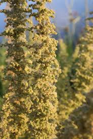 Image result for Chenopodium botrys