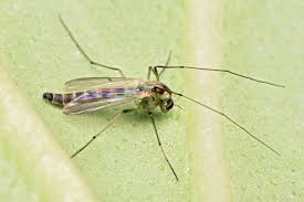 Attēlu rezultāti vaicājumam “Nematocera”