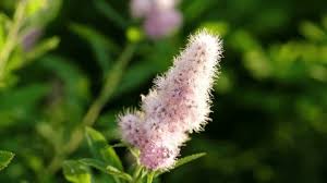 Attēlu rezultāti vaicājumam “Spiraea salicifolia flower”
