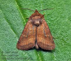 Attēlu rezultāti vaicājumam “Eriopygodes imbecilla”