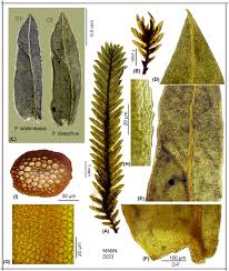 Attēlu rezultāti vaicājumam “Fissidens bryoides sporophyte”