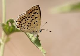 Attēlu rezultāti vaicājumam “Lycaena tityrus”