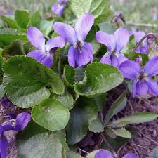 Image result for Viola odorata