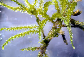 Attēlu rezultāti vaicājumam “Chiloscyphus pallescens”