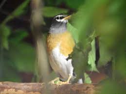 Image result for Turdus obscurus