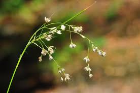 Attēlu rezultāti vaicājumam “Luzula luzuloides”