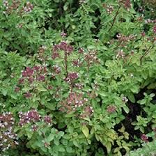 Image result for Origanum vulgare
