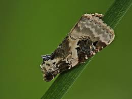 Attēlu rezultāti vaicājumam “Pseudeustrotia candidula”