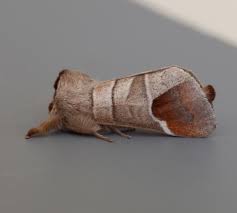 Attēlu rezultāti vaicājumam “Clostera pigra”