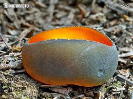 Attēlu rezultāti vaicājumam “Caloscypha fulgens”