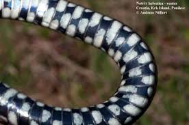 Attēlu rezultāti vaicājumam “Natrix natrix adult”