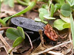 Attēlu rezultāti vaicājumam “Oiceoptoma thoracicum”