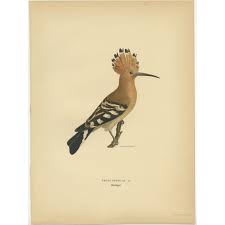 Image result for hoepoe