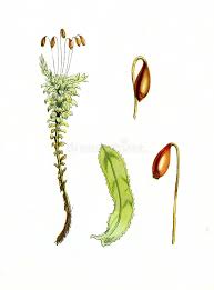 Attēlu rezultāti vaicājumam “Bryum neodamense”