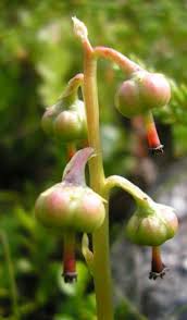 Attēlu rezultāti vaicājumam “Pyrola minor bud”