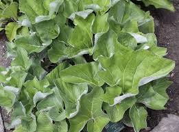 Attēlu rezultāti vaicājumam “Petasites spurius bud”