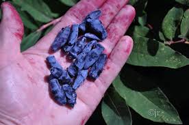 Attēlu rezultāti vaicājumam “Lonicera caerulea var. pallasii”