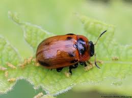 Attēlu rezultāti vaicājumam “Gonioctena viminalis”