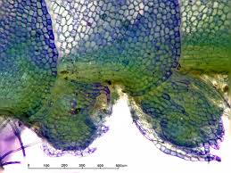 Attēlu rezultāti vaicājumam “Harpanthus flotovianus cells”