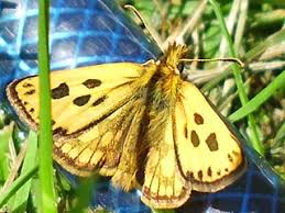 Attēlu rezultāti vaicājumam “Carterocephalus silvicolus”