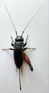 Attēlu rezultāti vaicājumam “Gryllus domesticus”