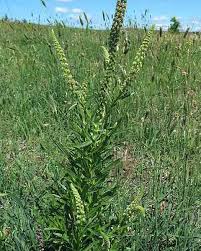 Image result for Reseda luteola