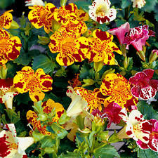 Image result for Mimulus x hybrida