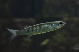 Image result for Chelon saliens