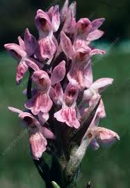 Attēlu rezultāti vaicājumam “Dactylorhiza ochroleuca flower”