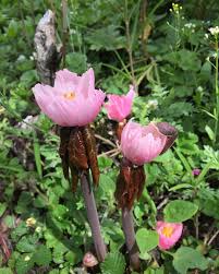 Attēlu rezultāti vaicājumam “Podophyllum hexandrum fruit”