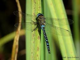 Attēlu rezultāti vaicājumam “Aeshna mixta”