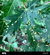 Attēlu rezultāti vaicājumam “Vasates quadripedes”