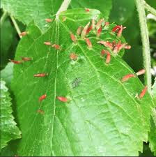 Attēlu rezultāti vaicājumam “Eriophyes tiliae”