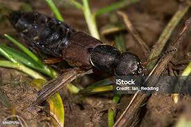 Attēlu rezultāti vaicājumam “Staphylinidae”