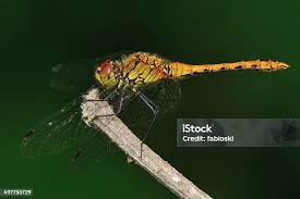 Attēlu rezultāti vaicājumam “Sympetrum sanguineum female”
