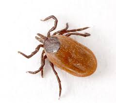 Attēlu rezultāti vaicājumam “Ixodes”