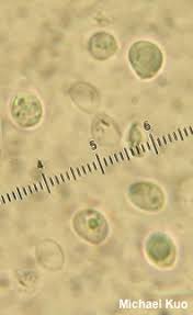 Image result for macrocybe titans