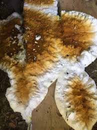 Attēlu rezultāti vaicājumam “Sidera lenis”