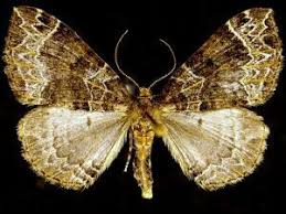 Attēlu rezultāti vaicājumam “Ecliptopera silaceata”