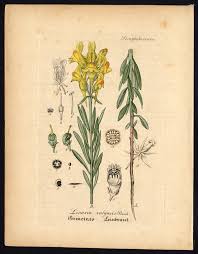 Attēlu rezultāti vaicājumam “Linaria vulgaris”