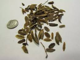 Attēlu rezultāti vaicājumam “Syringa reticulata subsp. amurensis”