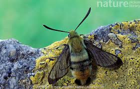 Attēlu rezultāti vaicājumam “Hemaris tityus”