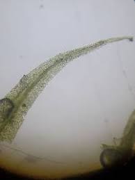 Attēlu rezultāti vaicājumam “Philonotis marchica”